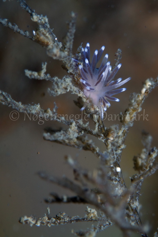Foto: Poul Erik Rasmussen ....... Cuthona concinna -- www.nudibranchia.dk