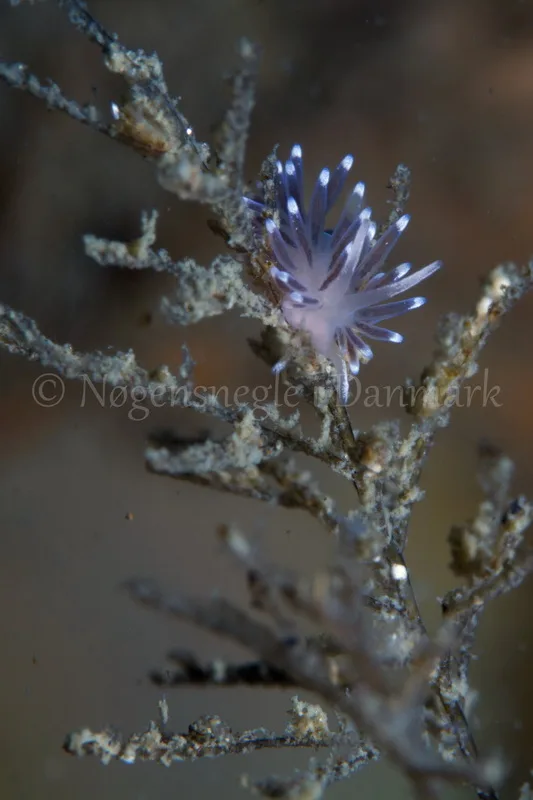 Foto: Poul Erik Rasmussen ....... Cuthona concinna -- www.nudibranchia.dk