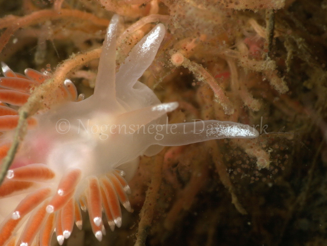 Foto: Jørn Ari....... Flabellina verrucosa - www.nudibranchia.dk - Nøgensnegle i Danmark