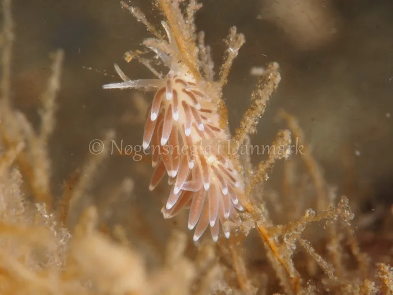 Cuthonella concinna - Ammoniakhavnen - Foto: Michael Christensen