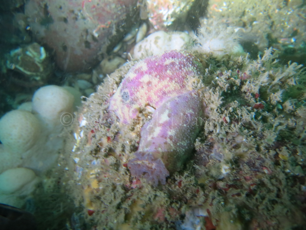 Foto: Emil Vesterager ....... Archidoris pseudoargus --- www.nudibranchia.dk