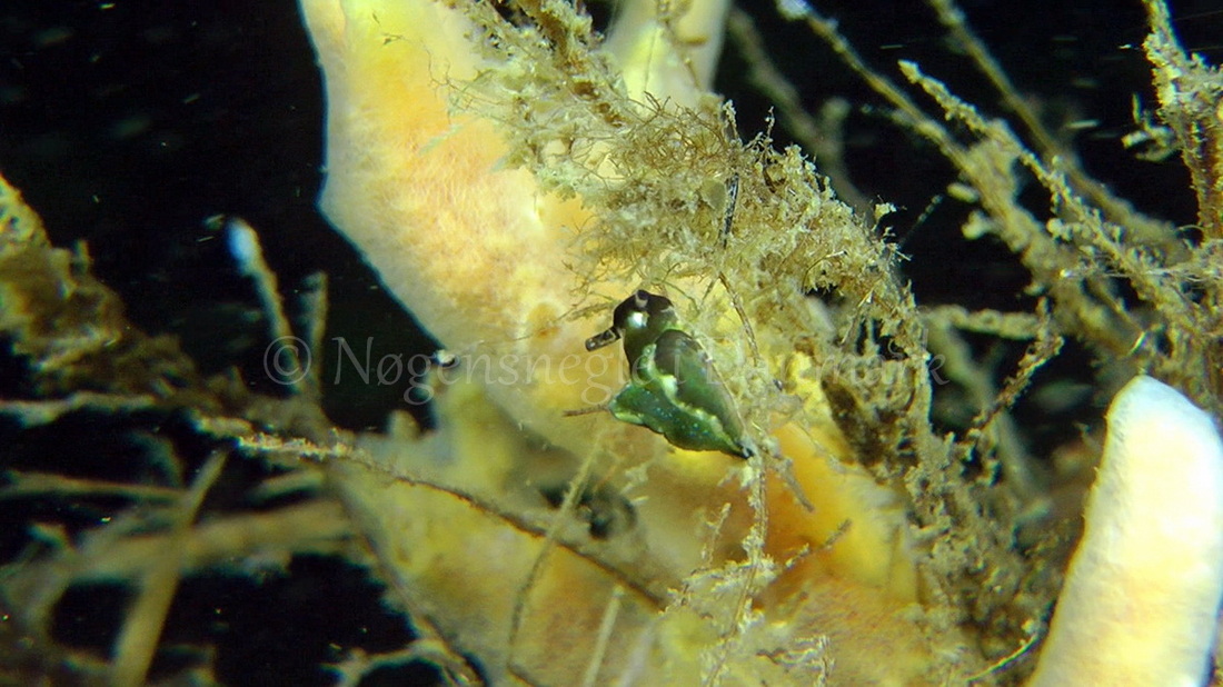 Foto: Thomas Blume ....... Elysia viridis -- www.nudibranchia.dk