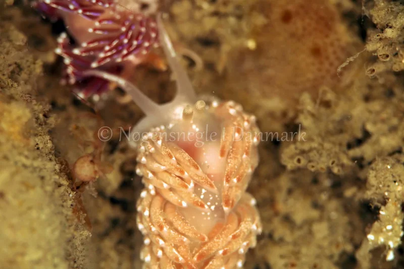 Facelina auriculata - Sophie S/S - Foto: Ib Sørensen
