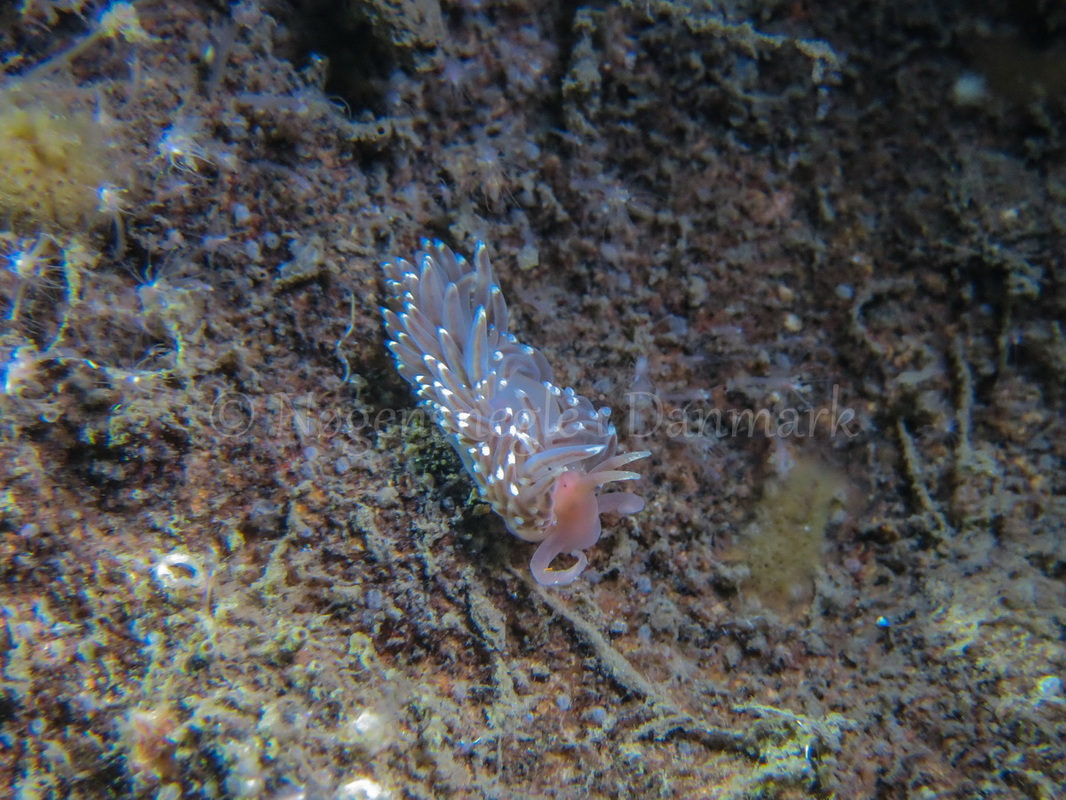 Foto: Claus Neupart ....... Facelina cf bostoniensis -- www.nudibranchia.dk