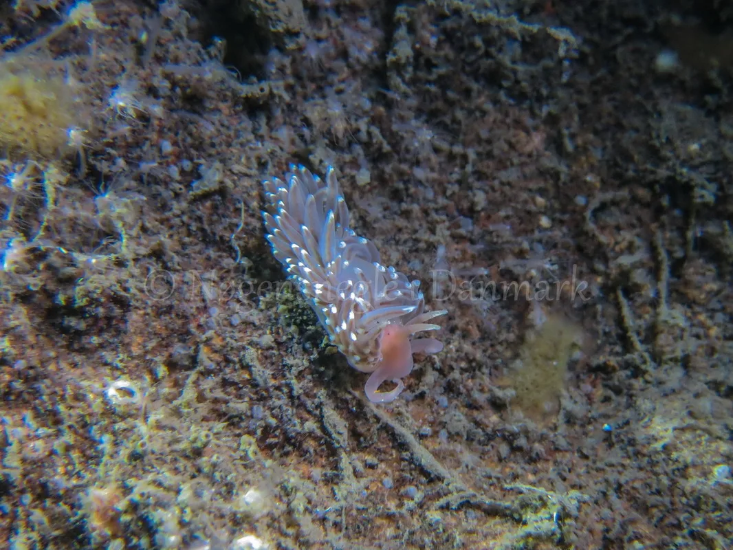 Foto: Claus Neupart ....... Facelina cf bostoniensis -- www.nudibranchia.dk