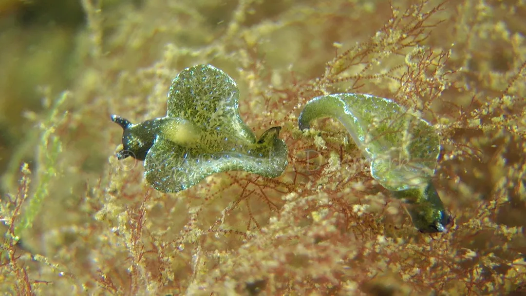 Foto: Thomas Blume ....... Elysia viridis -- www.nudibranchia.dk