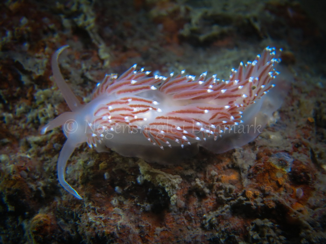 Foto: Claus Neupart ....... Flabellina nobilis -- www.nudibranchia.dk