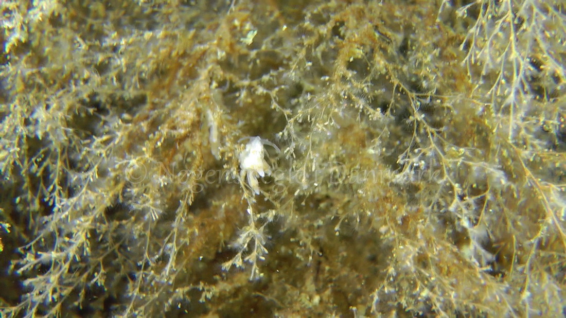 Foto: Thomas Blume ....... Eubranchus rupium -- www.nudibranchia.dk