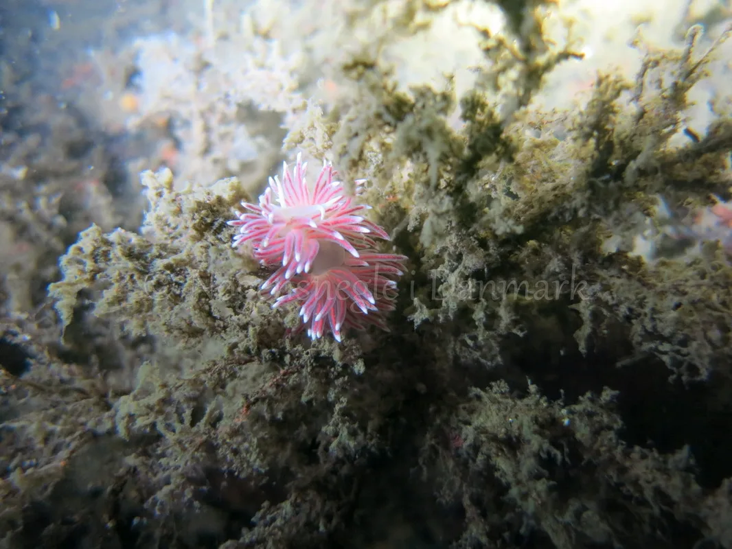 Foto: Emil Vesterager ....... Flabellina pellucida --- www.nudibranchia.dk