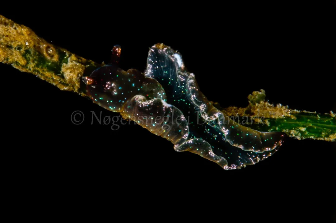 Foto: Henrik Gram ....... Elysia viridis -- www.nudibranchia.dk
