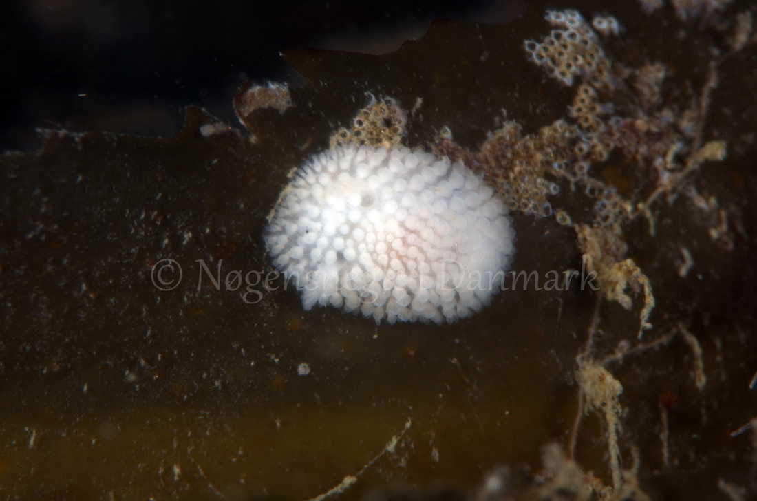 Foto: Jørn Ari ....... Adalaria proxima - www.nudibranchia.dk - Nøgensnegle i Danmark