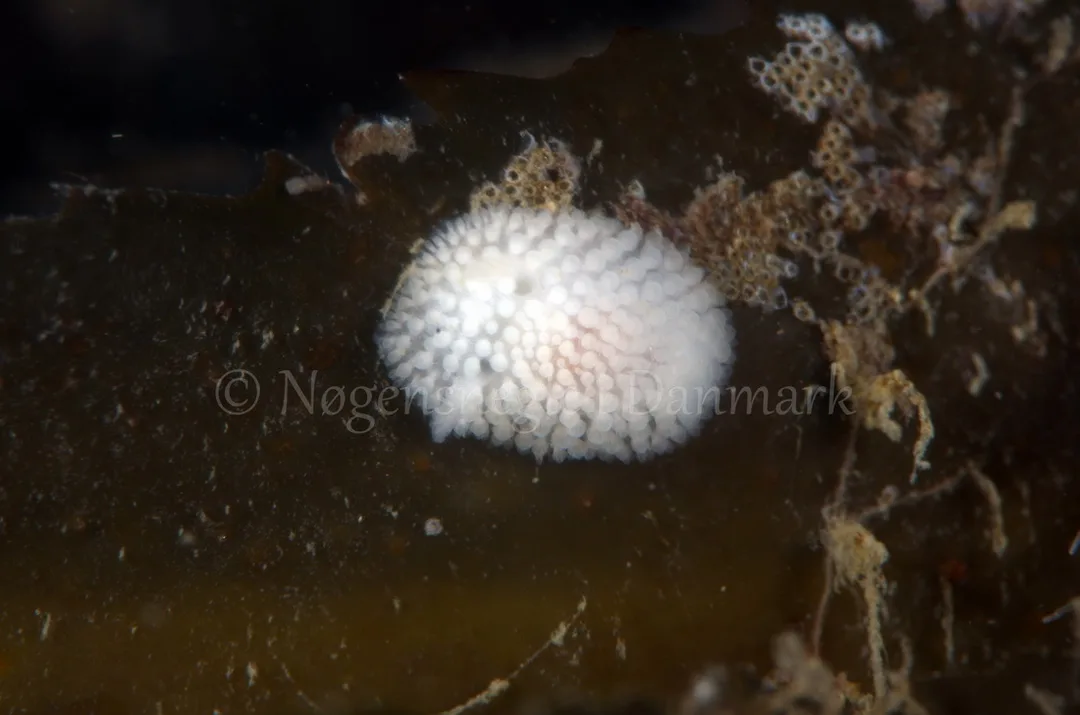 Foto: Jørn Ari ....... Adalaria proxima - www.nudibranchia.dk - Nøgensnegle i Danmark