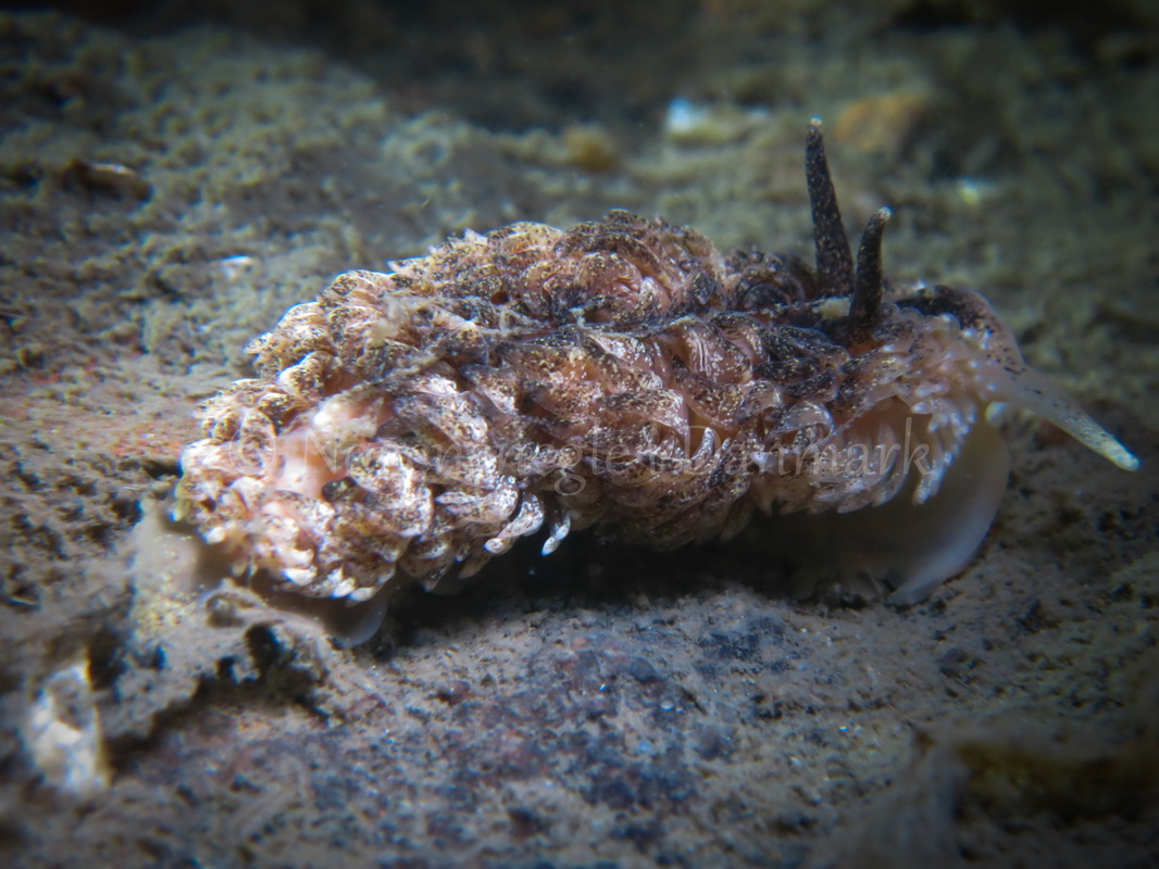 Foto: Claus Neupart ....... Aeolidia papillosa -- www.nudibranchia.dk