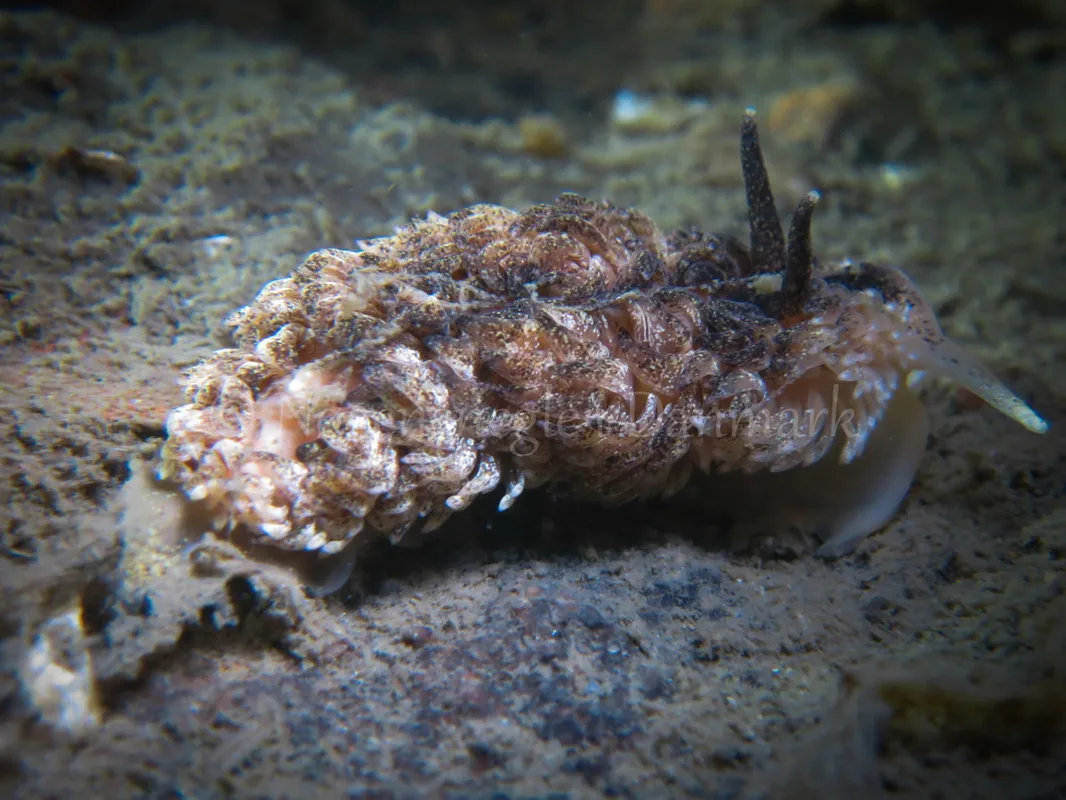 Foto: Claus Neupart ....... Aeolidia papillosa -- www.nudibranchia.dk