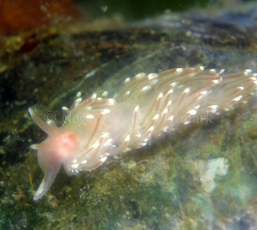 Foto: Dan Holm ....... Facelina bostoniensis -- www.nudibranchia.dk