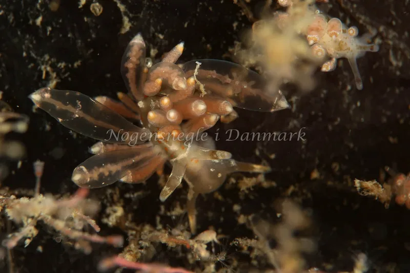 Amphorina viriola - Tjærepletten - Foto: AnneKatrine Frederiksen