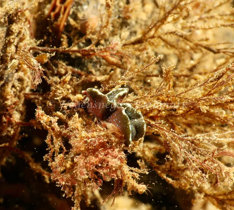 Elysia viridis - Ammoniakhavnen - Foto: Søren Skov Nielsen