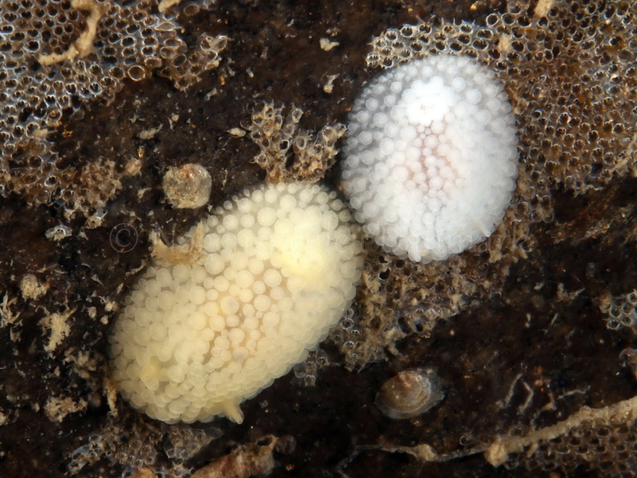 Foto: Jørn Ari ....... Onchidoris muricata - www.nudibranchia.dk - Nøgensnegle i Danmark