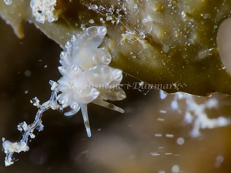 Amphorina viriola - Lyngsbo Strand - Foto: HP Ølgaard