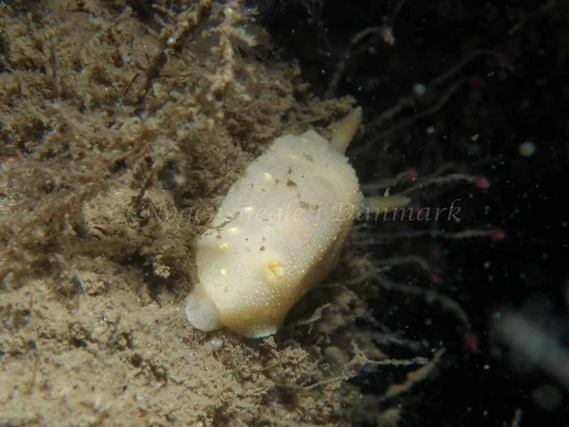 Cadlina laevis - Otto S/S (Vrag) - Foto: Kenneth Krull
