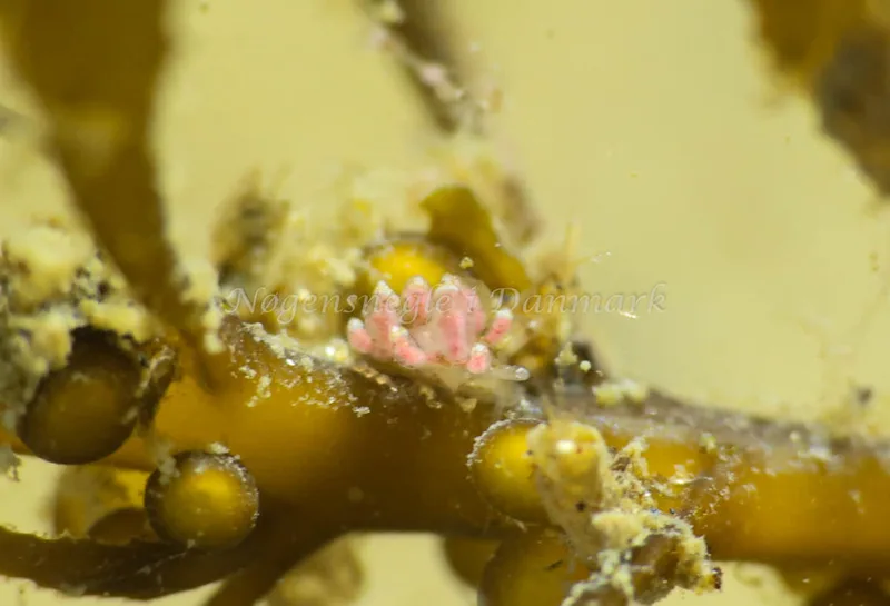 Eubranchus exiguus - Ammoniakhavnen - Foto: Annette Jørgensen