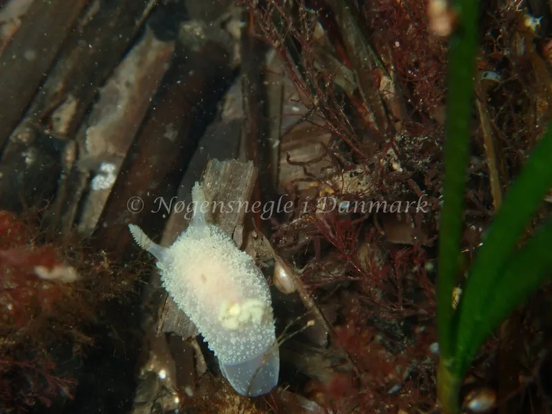 Acanthodoris pilosa - Havheksen - Foto: Luna Fomsgaard