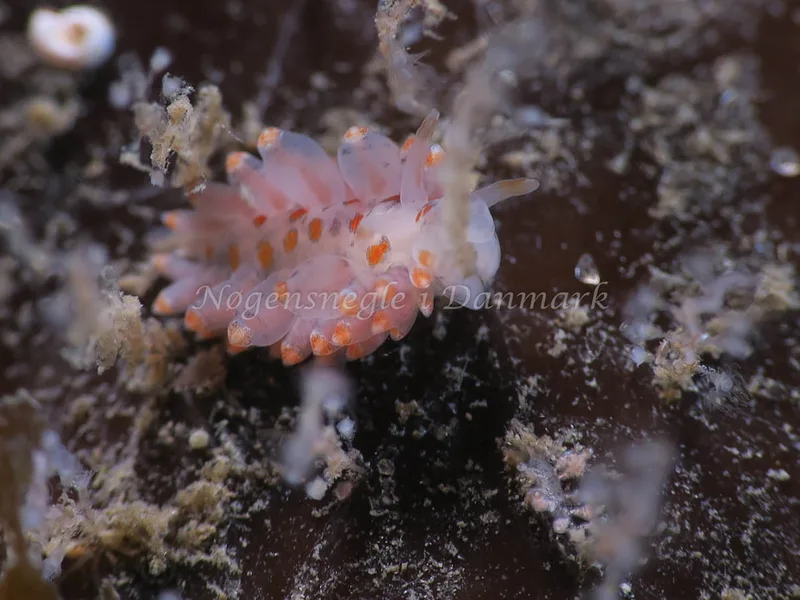 Amphorina viriola - Tjærepletten - Foto: HP Ølgaard