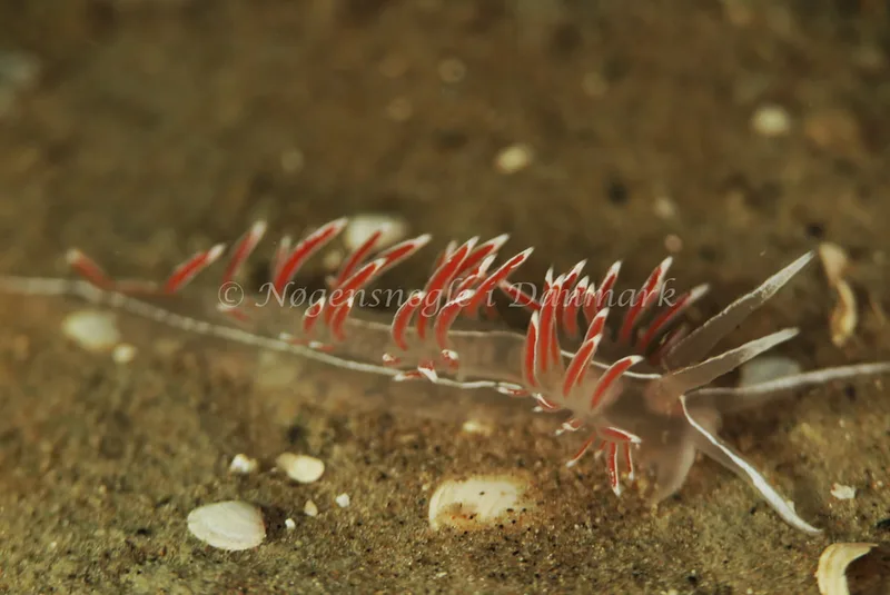 Fjordia lineata - Rødspættedamperen - Foto: Ib Sørensen
