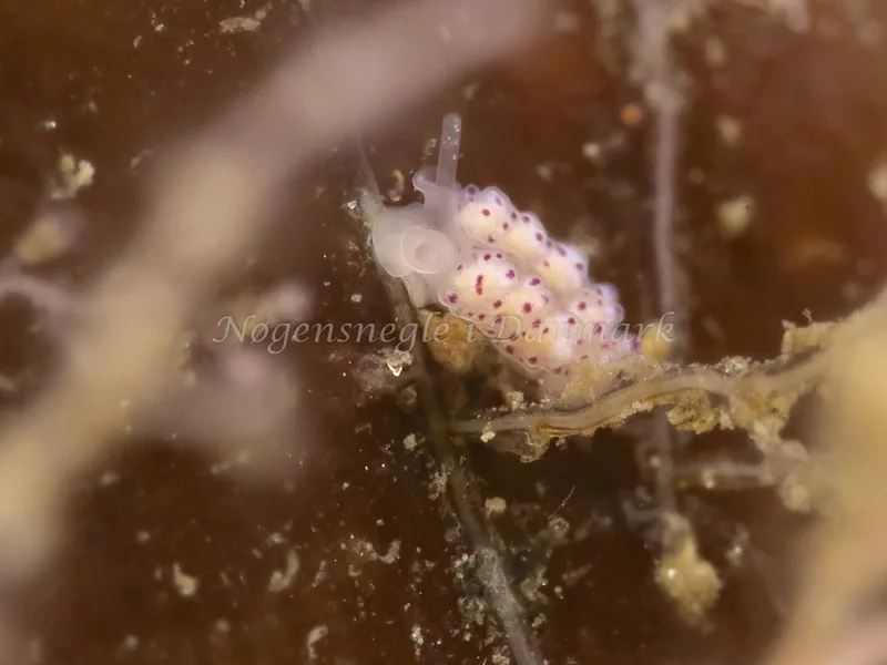 Doto coronata - Ammoniakhavnen - Foto: HP Ølgaard