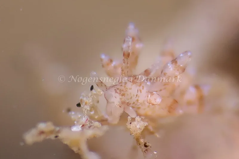 Eubranchus exiguus - Lyngsbo Strand - Foto: AnneKatrine Frederiksen