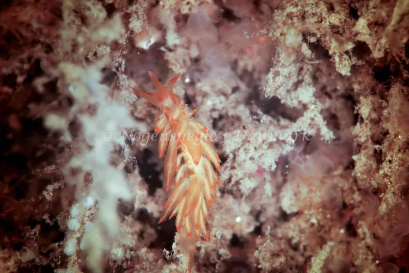 Amphorina viriola - Barken, Saltum Strand - Foto: Ib Sørensen