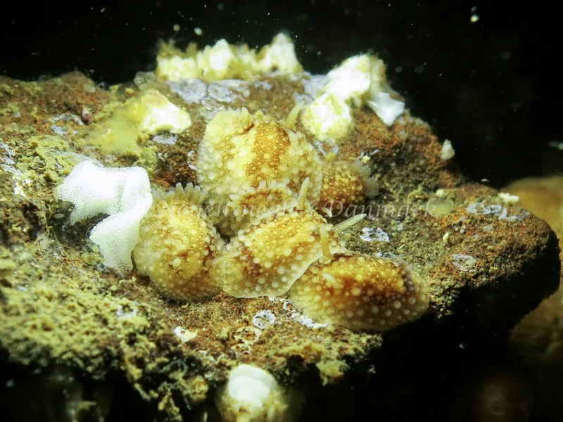 Onchidoris bilamellata - Lyngsbo Strand - Foto: AnneKatrine Frederiksen