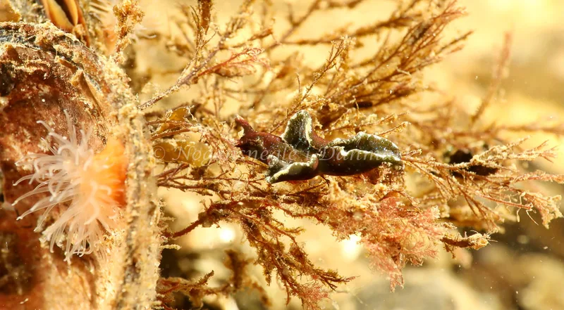 Elysia viridis - Ammoniakhavnen - Foto: Søren Skov Nielsen