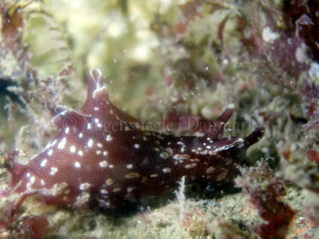 Foto: Dan Holm ....... Aplysia punctata -- www.nudibranchia.dk