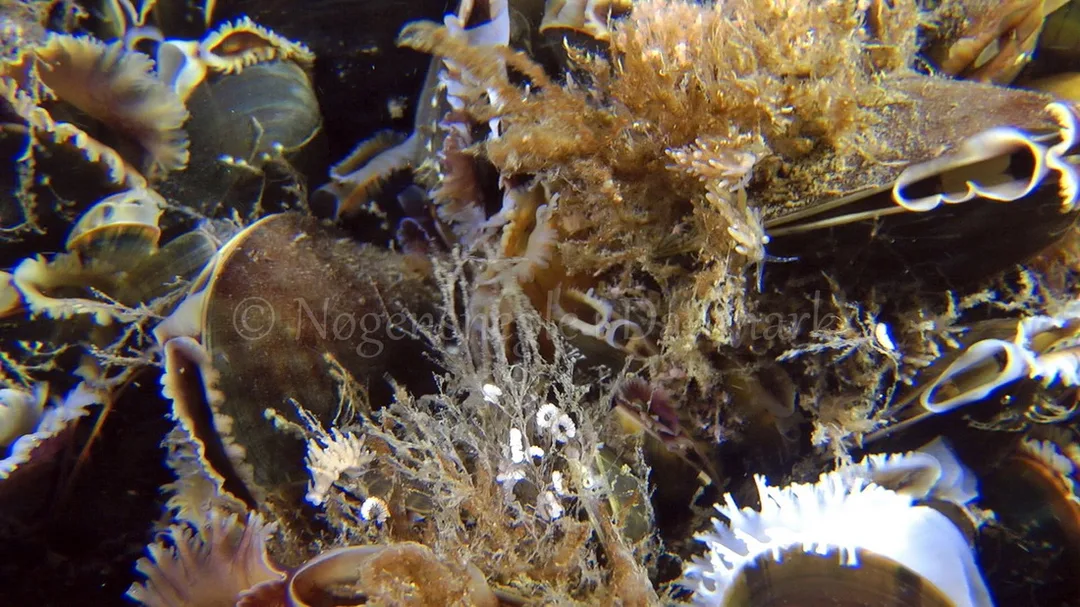 Foto: Thomas Blume ....... Eubranchus rupium -- www.nudibranchia.dk