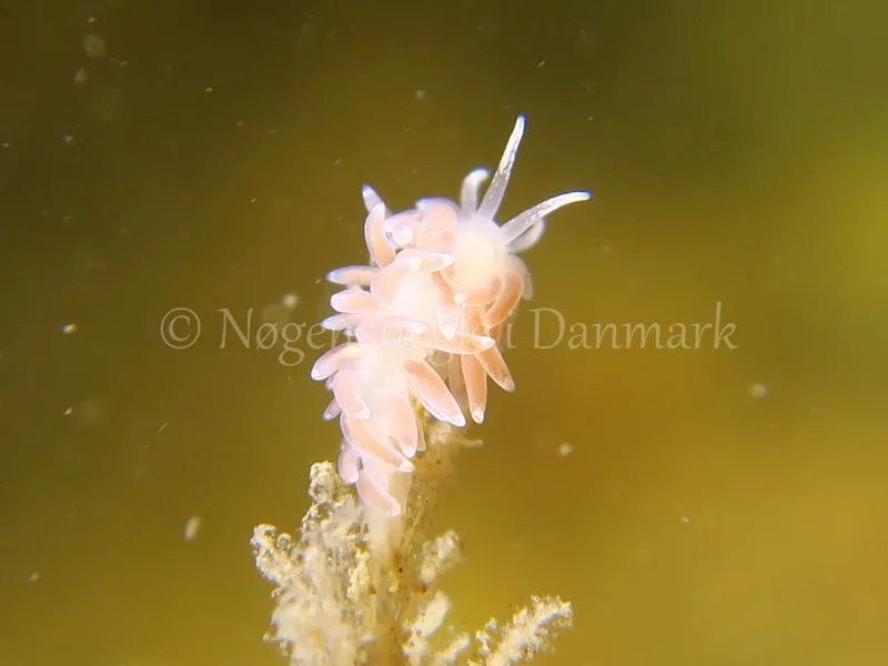 Cuthonella concinna - Søbadet Stenrev, Lillebælt - Foto: HP Ølgaard