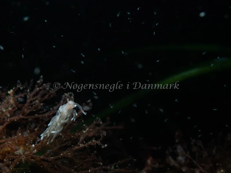 Facelina dubia - Natomolen, Femmøller Strand - Foto: Michael Christensen