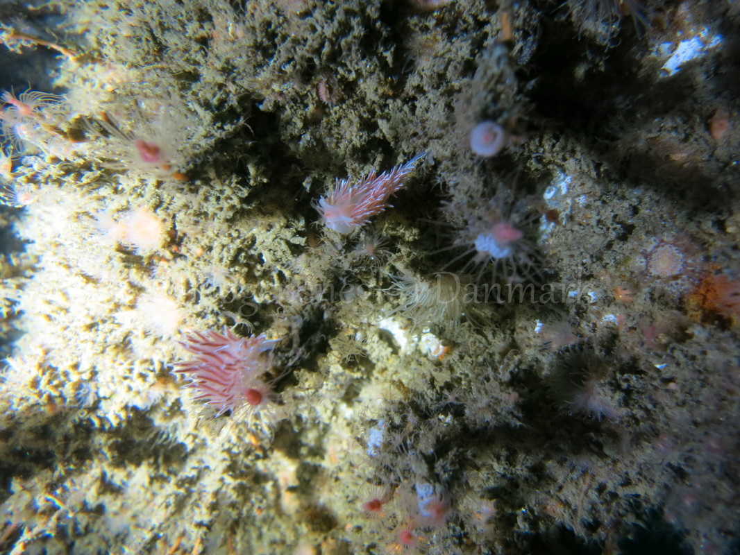 Foto: Emil Vesterager ....... Flabellina lineata --- www.nudibranchia.dk