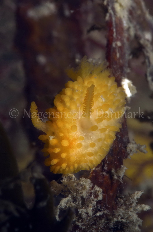 Foto: Jørn Ari....... Adalaria proxima -- www.nudibranchia.dk