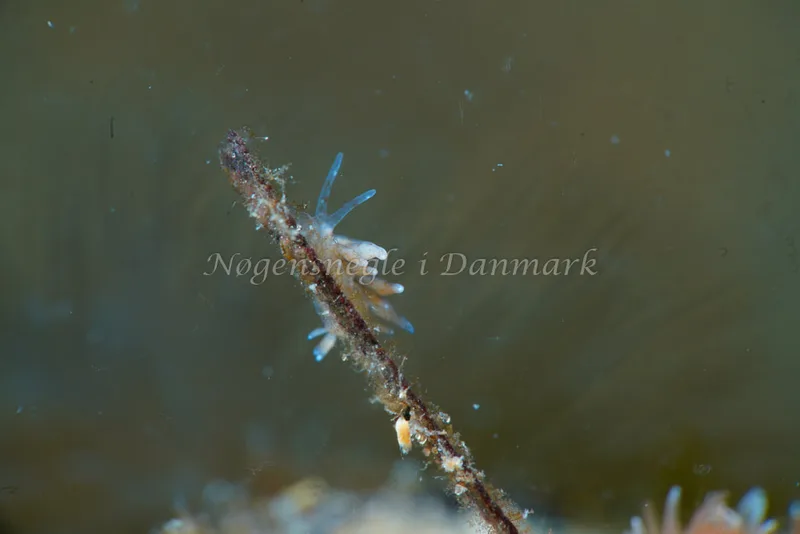 Eubranchus rupium - Natomolen, Femmøller Strand - Foto: Tina Hindal
