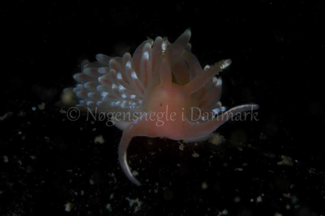 Foto: Poul Erik Rasmussen ....... Facelina bostoniensis -- www.nudibranchia.dk