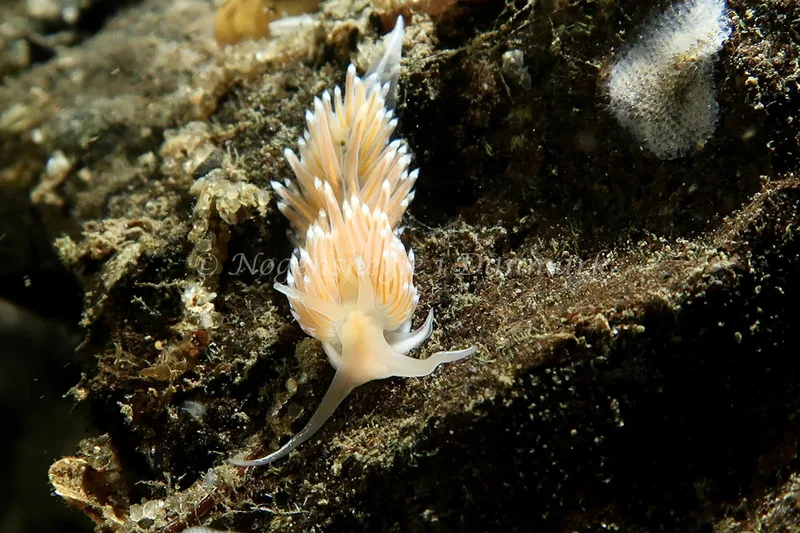 Facelina bostoniensis - Lyngsbo Strand - Foto: AnneKatrine Frederiksen