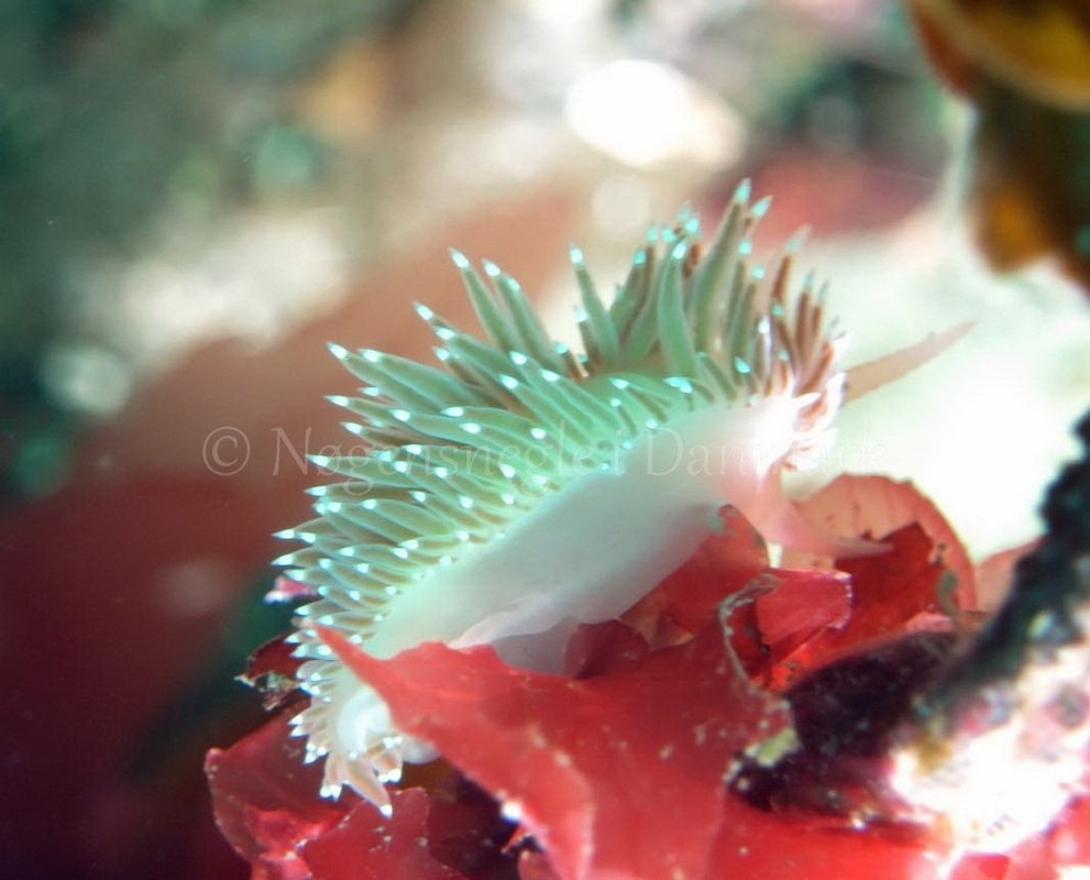 Foto: Dan Holm ....... Flabellina verrucosa -- www.nudibranchia.dk
