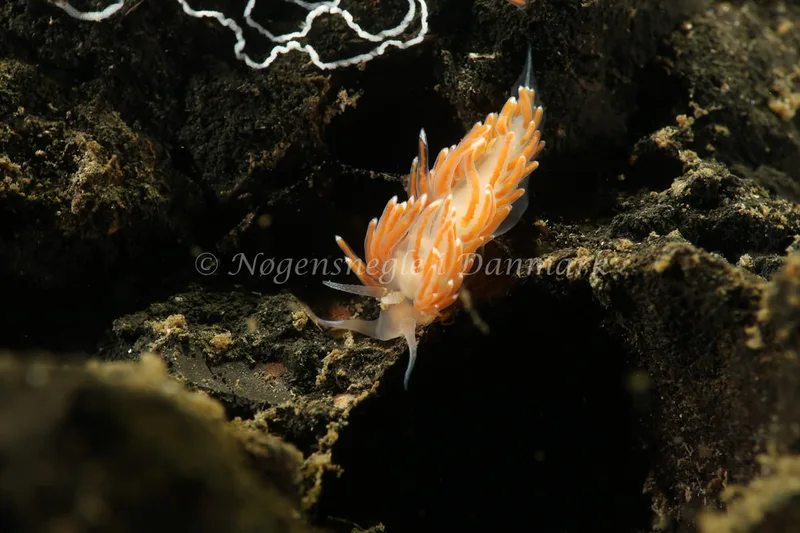 Facelina cf. bostoniensis - Lyngsbo Strand - Foto: Søren Skov Nielsen