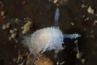 Image description
