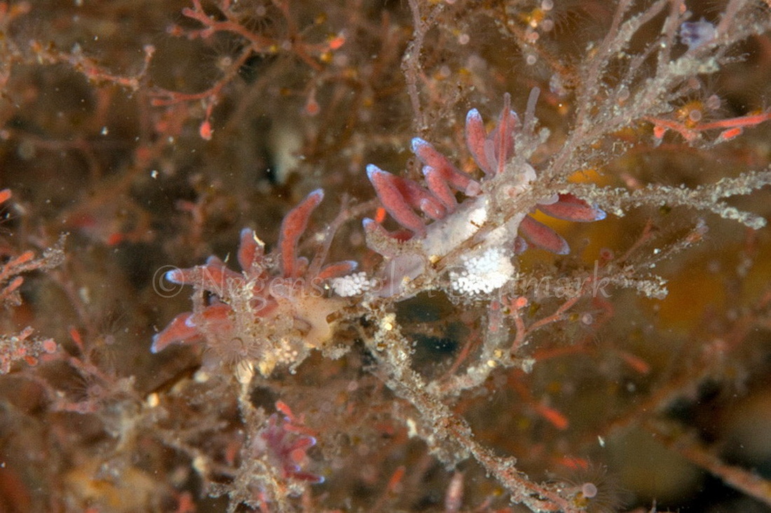 Foto: Poul Erik Rasmussen ....... Eubranchus rupium - www.nudibranchia.dk - Nøgensnegle i Danmark 