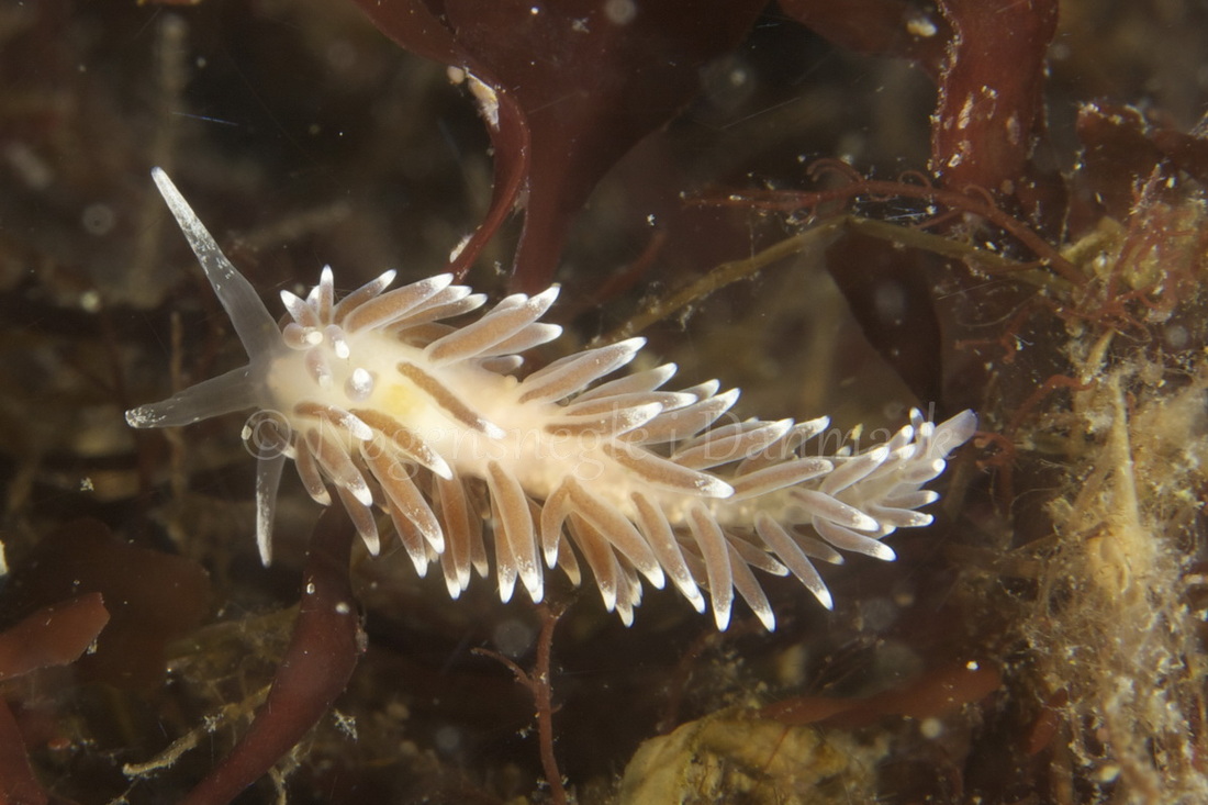 Foto: Henrik Adelborg....... Cuthona concinna -- www.nudibranchia.dk --