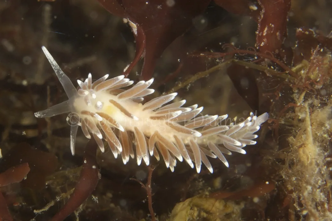 Foto: Henrik Adelborg....... Cuthona concinna -- www.nudibranchia.dk --