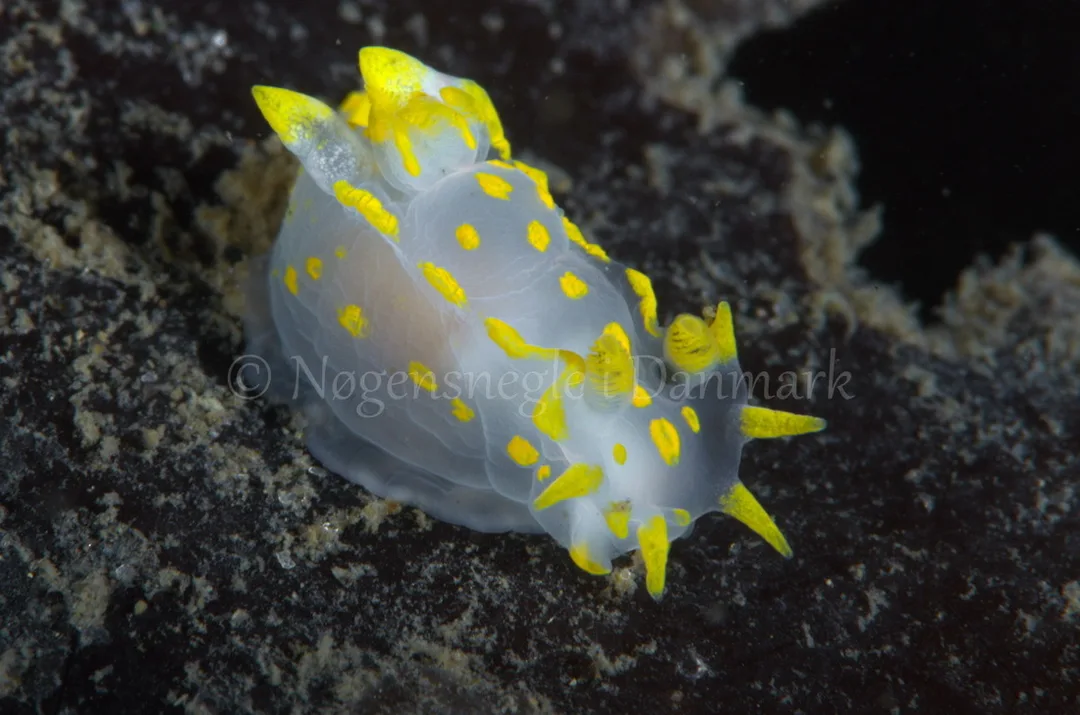 Foto: Jørn Ari ....... Polycera quadrilineata -- www.nudibranchia.dk