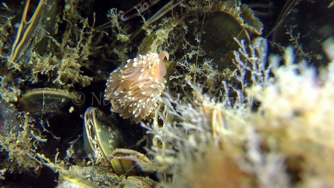 Foto: Thomas Blume ....... Facelina bostoniensis -- www.nudibranchia.dk